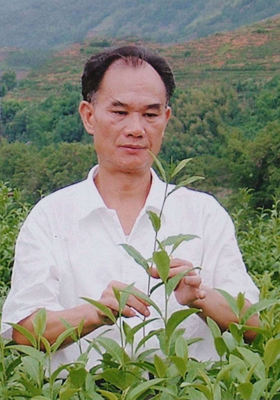 图7 全国著名茶树育种专家——郭吉春.jpg