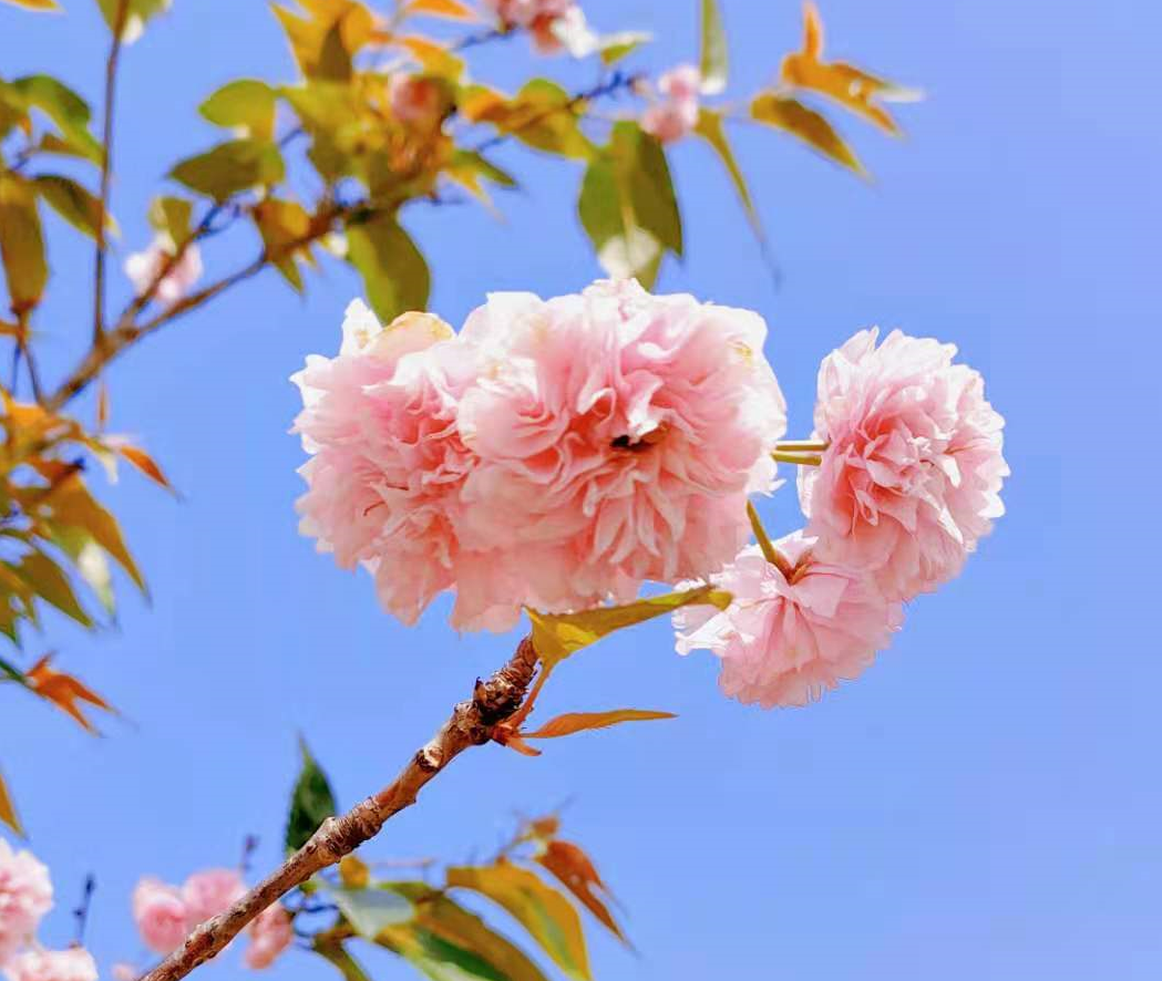 image007.png