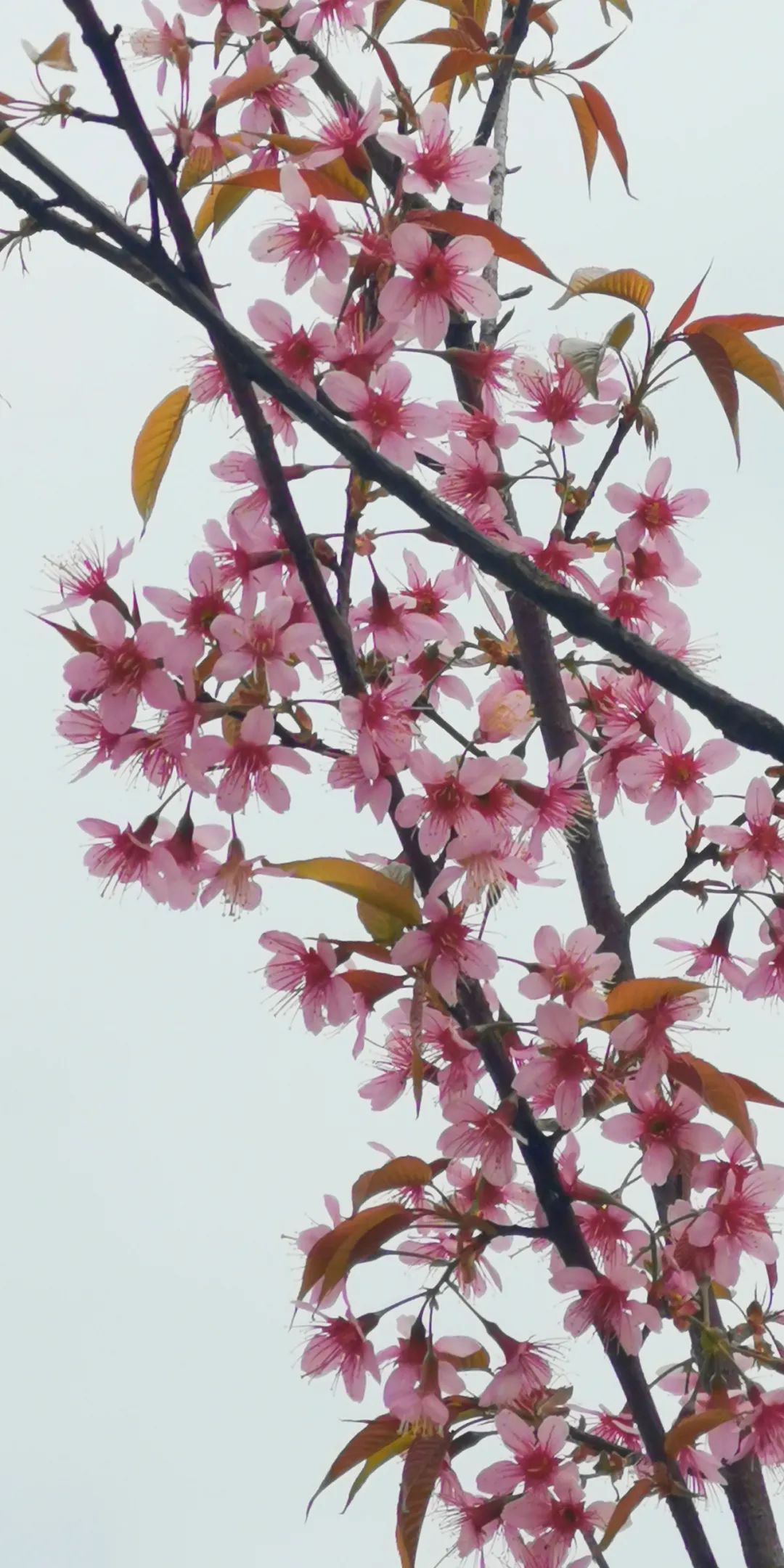 SPRING6.jpg