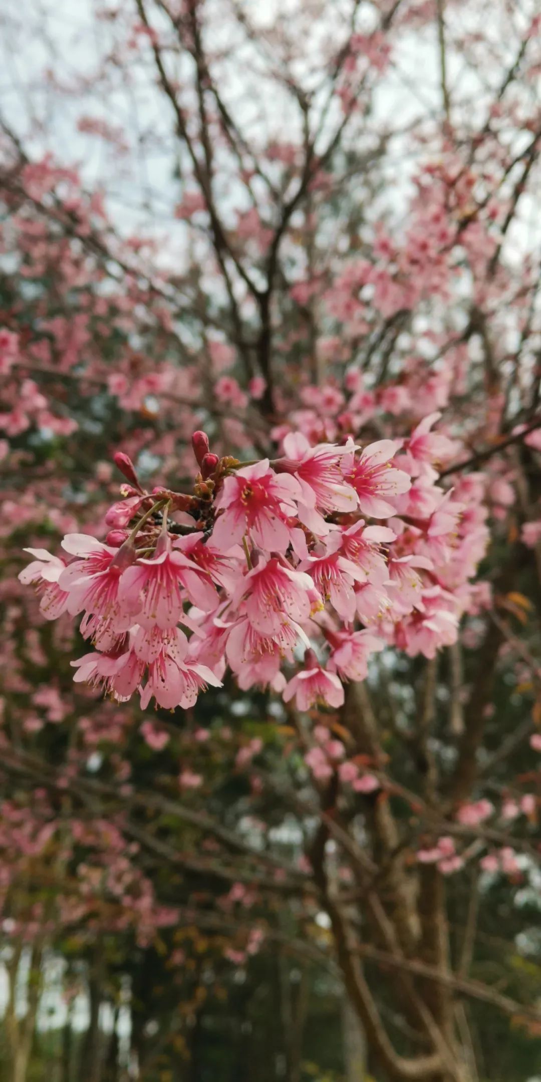 SPRING7.jpg
