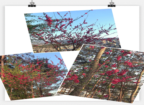 image010.gif